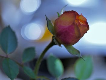 Close-up of rose plant