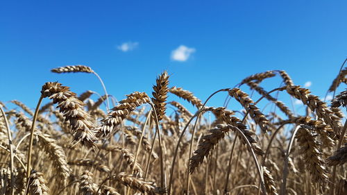 Low angle view of wheat field