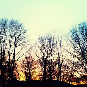 Silhouette of bare trees on field at sunset