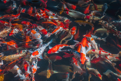 View of koi carps swimming in pond