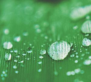 Close-up of water drops on leaf