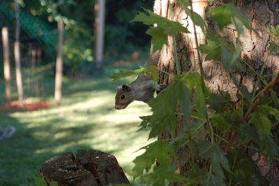 Squirrel on tree in park