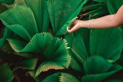 Close-up of hand touching plants