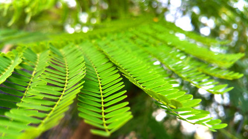 Close-up of green leaves