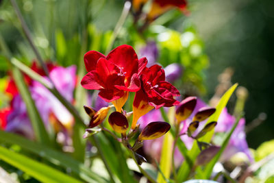 Close-up of red flowering plant