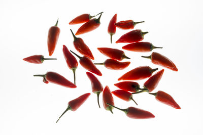 High angle view of berries over white background