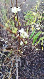 Close-up of plant against blurred background