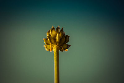 Close-up of yellow flower against white background