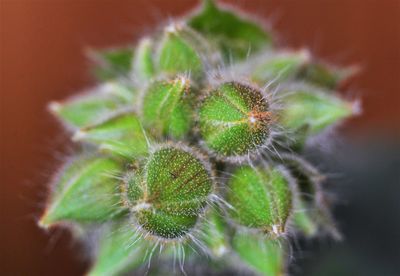 Close-up of cactus plant