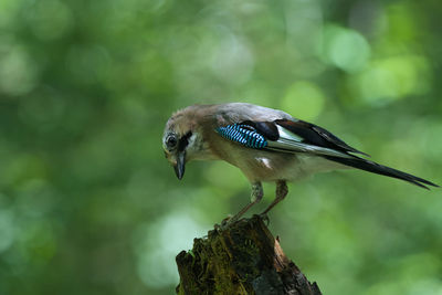 Close-up of bird perching on tree