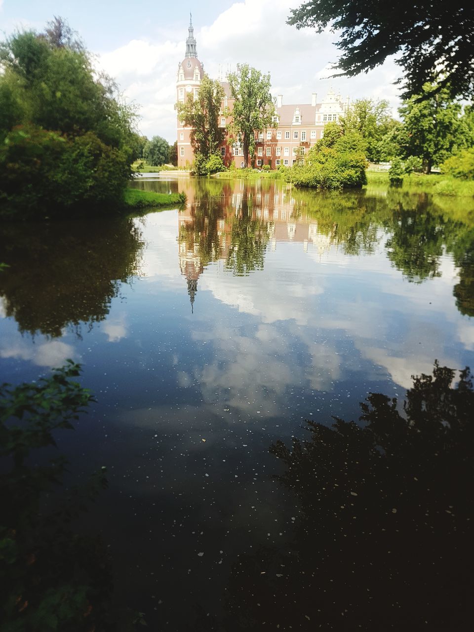 REFLECTION OF TREES IN PUDDLE