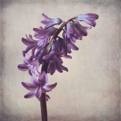 Close-up of purple flowers