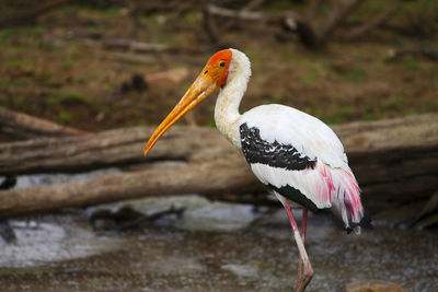 Close-up of bird perching on a field