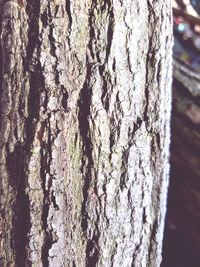 Close-up of tree trunk