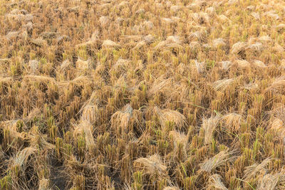 Full frame shot of wheat field