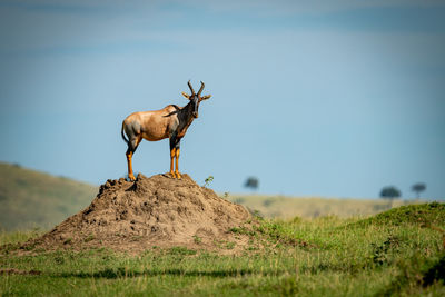 Male topi on termite mound eyeing camera