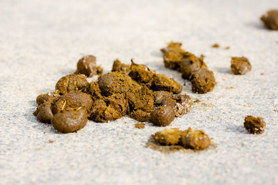 Close-up of crab on sand