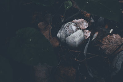 Old snail shell in the forest