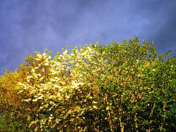 Low angle view of flowering plant against sky