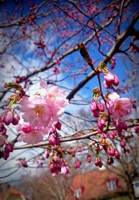 Low angle view of cherry blossom tree