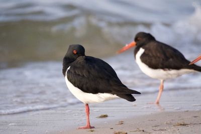 Two birds on the beach