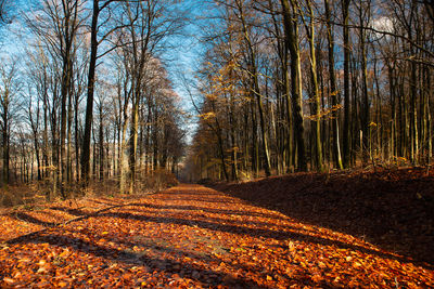 Forest in autumn, colorful foliage on the tree, path through deciduous trees, landscape 