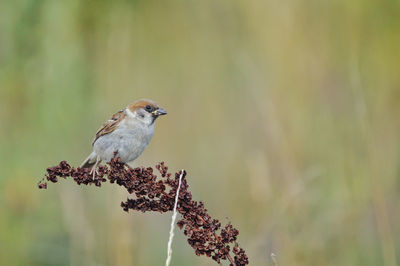 Close-up of bird perching on plant