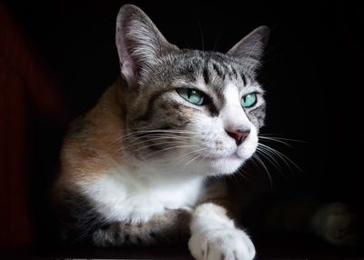 Close-up of cat looking away