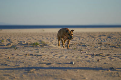 Dog walking on beach