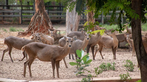 Herd deer that gather in the zoo.many deer are standing and looking at camera.