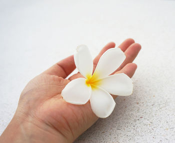 Close-up of hand holding white flower