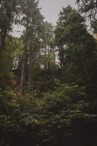 Low angle view of trees in forest against sky