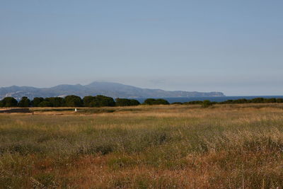 Scenic view of field against clear sky