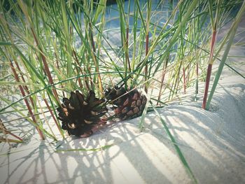 Close-up of snake on grass