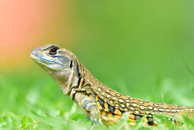 Close-up of a lizard