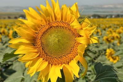 Close-up of sunflower blooming in field