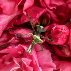 Full frame shot of red roses