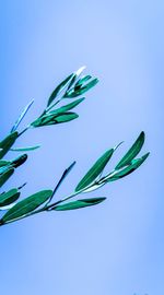 Close-up of plant against blue sky