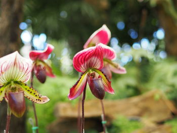 Close-up of flowers blooming outdoors