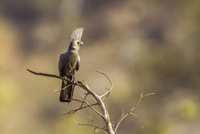 Close-up of bird perching on branch