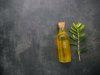 High angle view of plant against white background