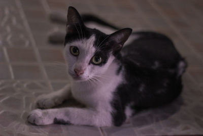 Close-up portrait of a kitten