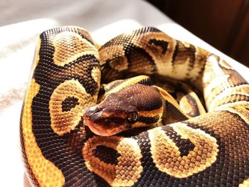 Close-up of snake