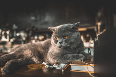 Close-up portrait of a cat on table
