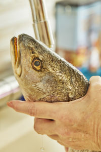 Cook washes the fresh sea bass fish under running water