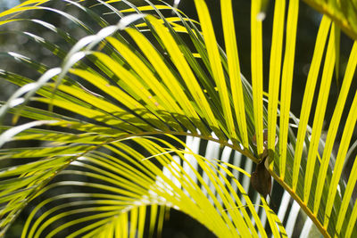 Close-up of palm leaf