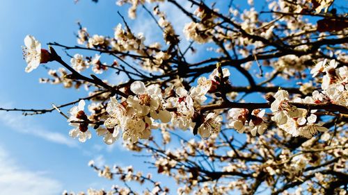 Low angle view of cherry blossoms in spring