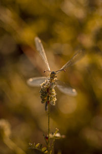 Close-up of insect on plant