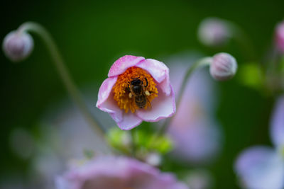 Close-up of bee pollinating on purple flower