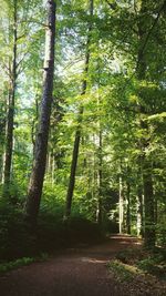 Trees in forest